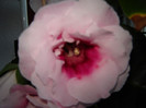 DSC03563