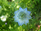 nigella