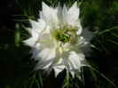 nigela