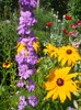 nemtisor ,rudbeckia