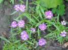 iberis