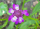 iberis