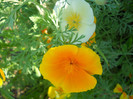 esoltia