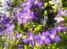clematita