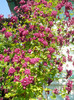 clematita
