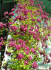 clematita