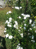 DSCN1468