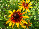 rudbeckia