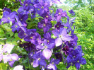 clematita