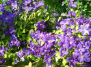 clematita