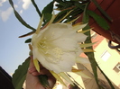 ephiphyllum