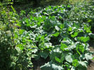 iunie 2011 part 2 105