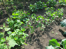 iunie 2011 part 2 106