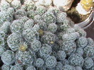 DSC00590