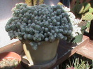 DSC00591