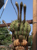 DSC00592