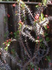 DSC00593