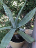 DSC00610