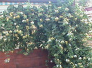 DSC00617