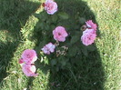DSC00618