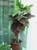 DSC00627