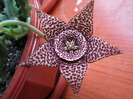 Orbea variegata medium dotted (1)