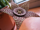 Orbea variegata medium dotted (2)
