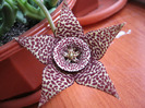 Orbea variegata medium dotted (9)