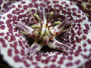 Orbea variegata medium dotted (5)