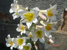 DSC02010