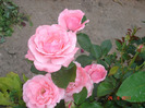 DSC02175