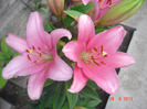 DSC02181