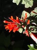 dicliptera