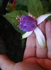 Picture 011