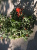 dicliptera