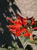 Picture 019