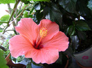 DSC06700