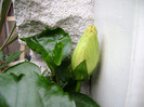 DSC06706