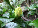 DSC06707