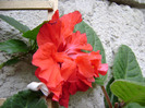 DSC06711
