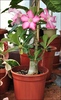 adenium