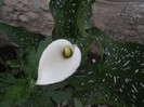 Calla