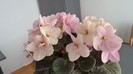 DSC00387