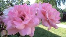 DSC00394