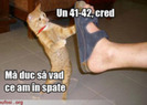 poze-amuzante-pisica-vinde-pantofi