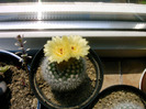 Parodia