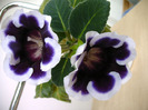 IMAG0017