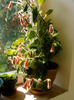 Kohleria