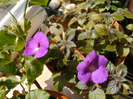 Achimenes