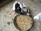 DSCN7399